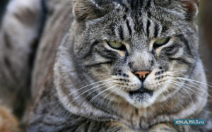 1231656605_1920cat_6011.jpg