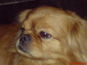 DSC01165.JPG (22.55 КБ) 12885 просмотров DSC01165.JPG